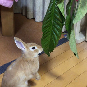 改めまして緋子でしゅよ❤の画像