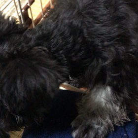 噛み噛みの画像