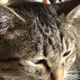 せっぱ日記。の画像