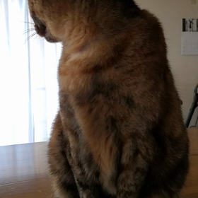 タイムラプスのてん＆リクの画像