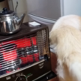 今朝のcocoroの画像