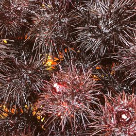 2019年8月3-4日好きです重茂・重茂味まつりツアー15  うにうにの動きの画像