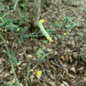 自分で出した命綱を、登ってゆくの画像