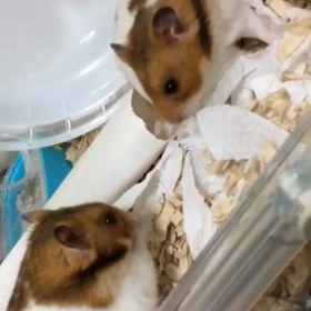 今日は七夕！とうとう結ばれました！の画像