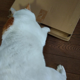 それは無理でしょの画像