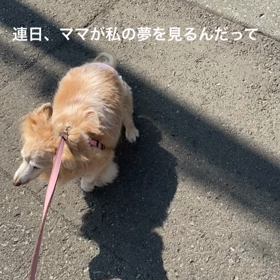 動画の文章は本当の話ですの画像