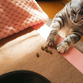 はなちゃん❤️の画像