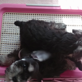 ヤンチャ娘!の画像