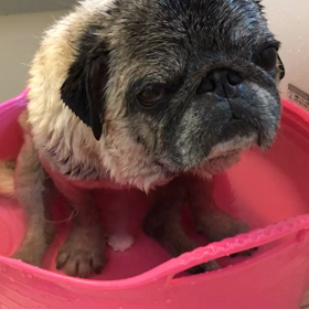 パグの入浴。の画像