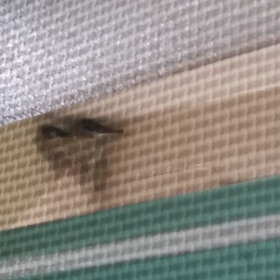 つばめが来た～(^-^)の画像