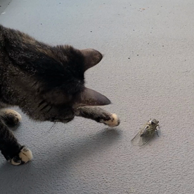 蝉時雨 / 五木ひろしの画像