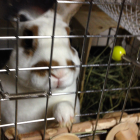 クリッカー  動画の画像