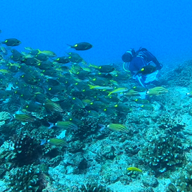 小笠原旅行記　〜動画編〜　ひたすら群れの中にいる動画！の画像