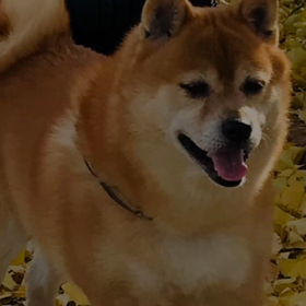 去年のイッヌの画像