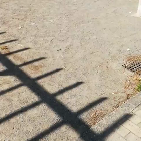 おまん亭を見つけた〜鳩さんたちの動画〜の画像