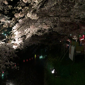 花びら舞う五条川の画像