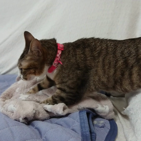 ハナちゃんのふみふみ。の画像