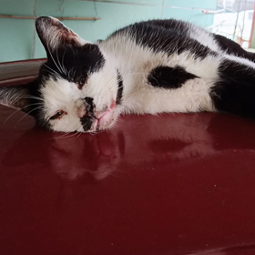 你不是最可愛的但是，是個性最好的の画像