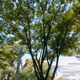 【P】熱田さんへの画像