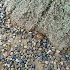 お帰り＼(^o^)／ただいま＼(^o^)／の画像