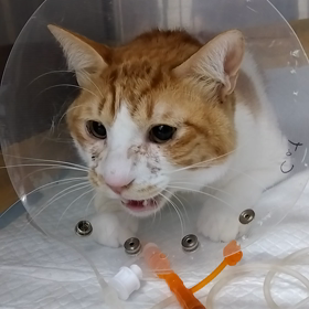 お見舞いの画像