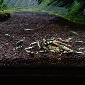 増えて欲しいです。の画像