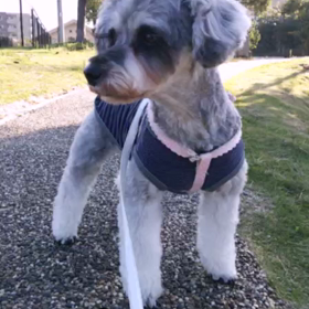 動画 クララちゃん 5才の画像