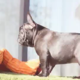 キャメロンベビーの画像