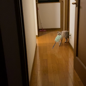 最近のお気に入り♡の画像