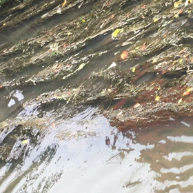 えっ？こんなところに、う？の画像