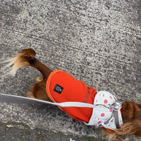 頑張るココア❤︎の画像