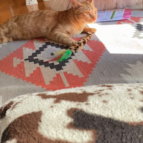 ルイルイのまったり風景の画像