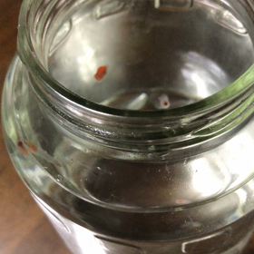 クリオネ飼育13日目の画像