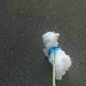 【第17話】朝のお散歩♪の画像