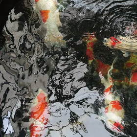 こちらです。の画像