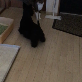 遊びたいの画像