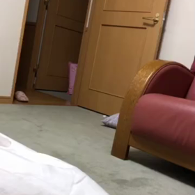 先住猫デールと新入り子猫マリーの戦い！鳴かない子猫マリーの画像