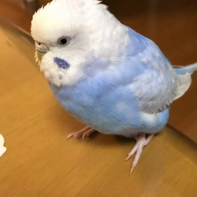 こんな日は癒され動画を見てくださーい(#^.^#)の画像