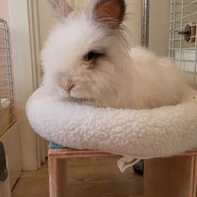 ラビットルームは。の画像