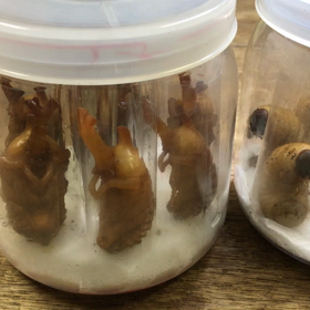 ラストサムライの画像