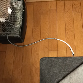 忙しいグリの画像