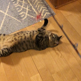 タコベイトが効果的の画像