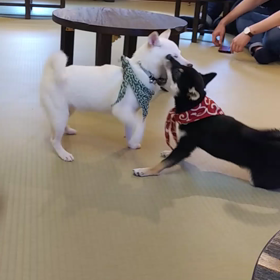 豆柴ちゃんの画像