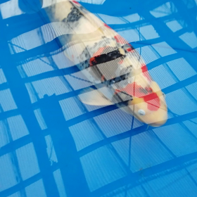 ぶりぶりの画像