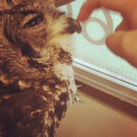 ノック ノック✊の画像