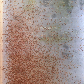 ミジンコ3つ購入出来ますᐠ( ᐢ ᵕ ᐢ )ᐟの画像