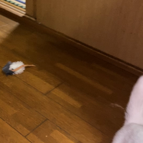 またたびパワーの画像