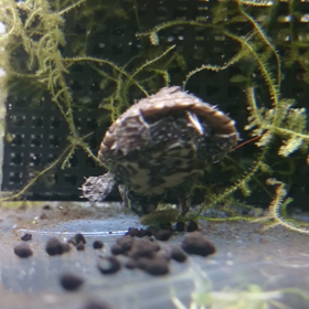 新国王メルの王国視察日程が決まる！の画像