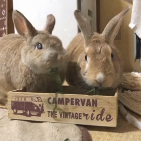 もぐもぐ動画の画像