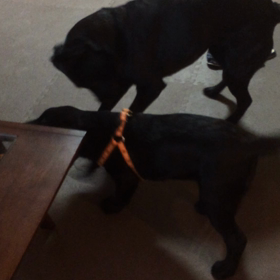 本日2回目の画像